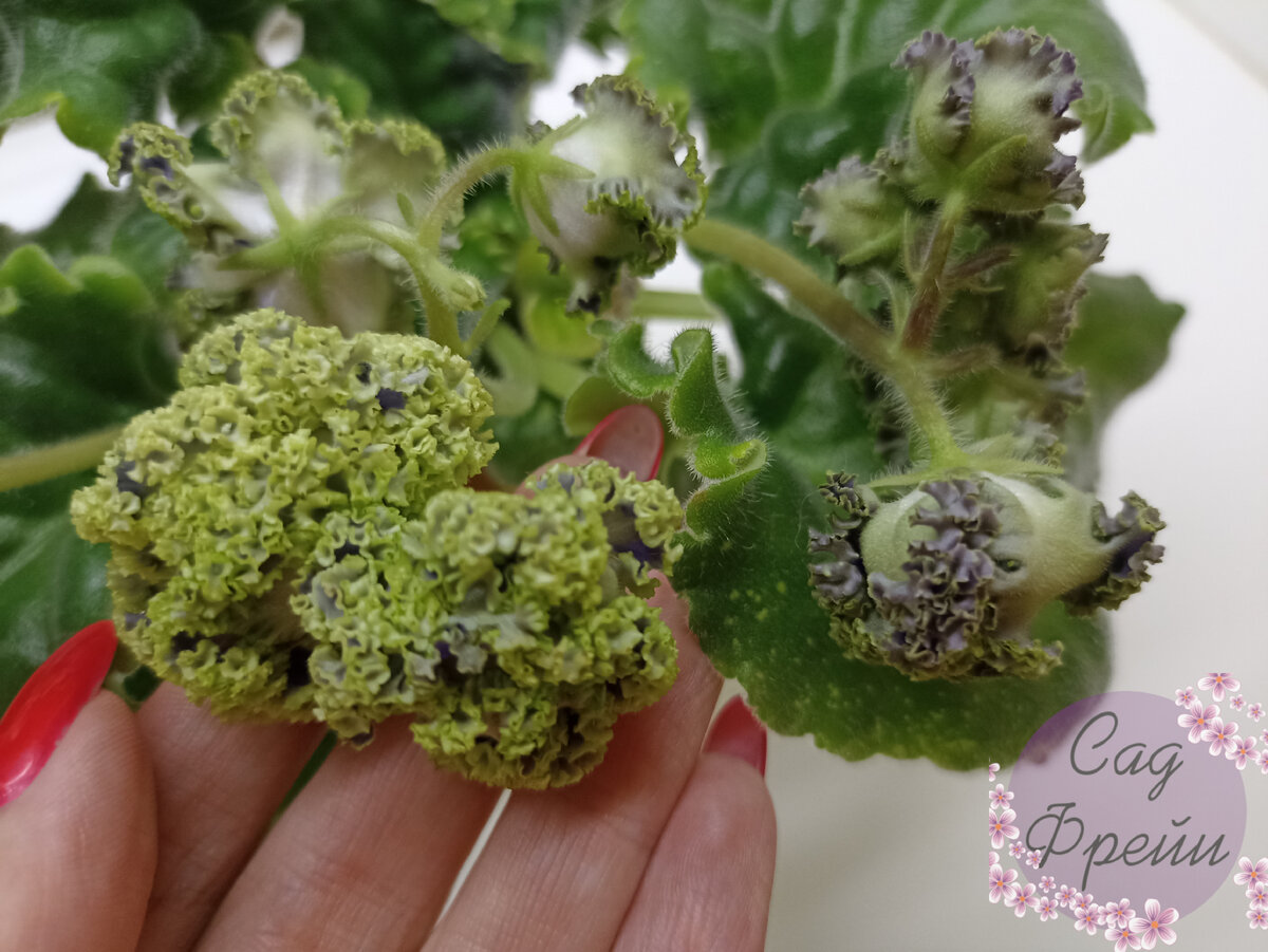 Вам нравятся сорта фиалки с интенсивной рюшей? Я одно время болела ими и с тех времен осталась РС-Венеция Люкс