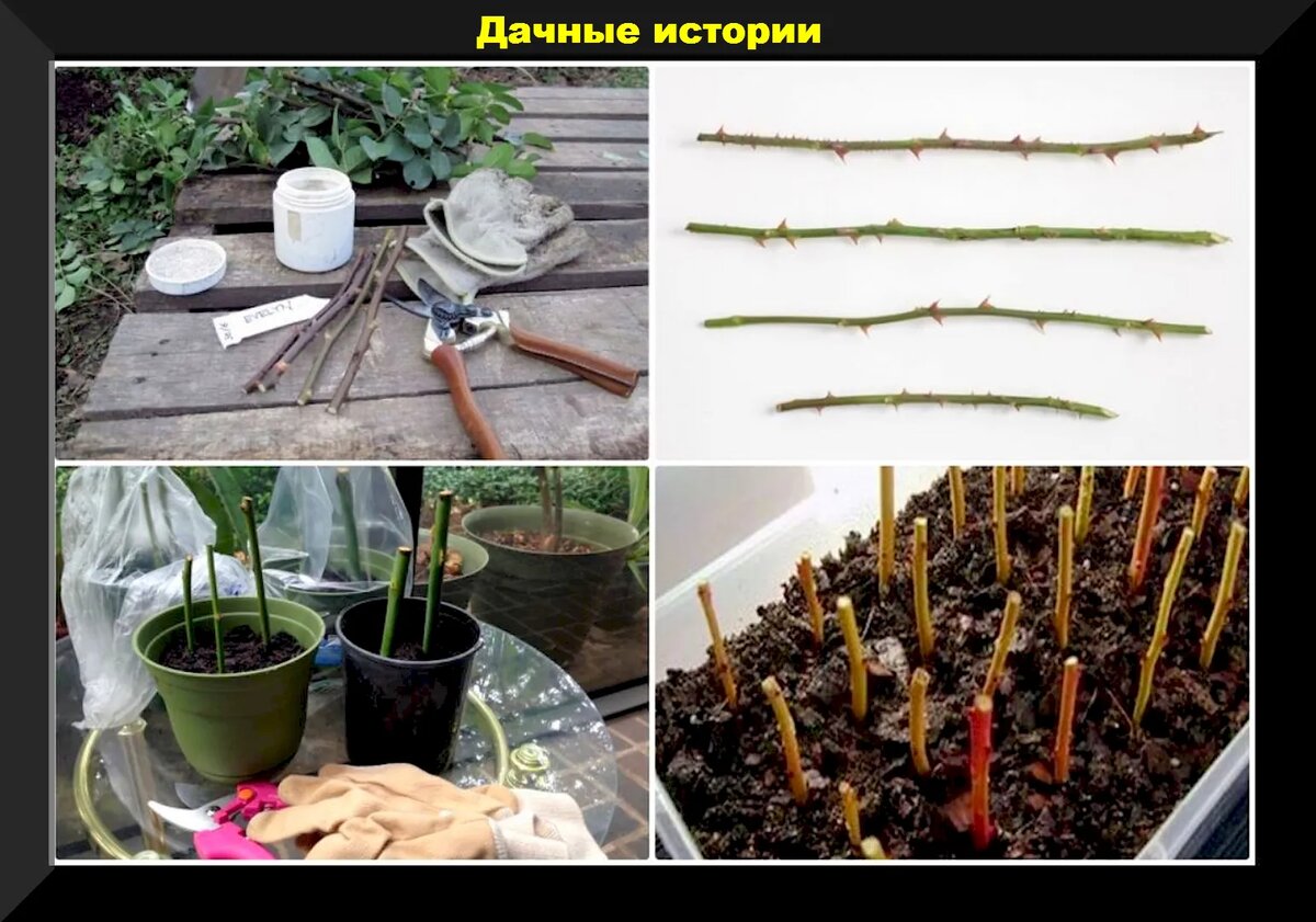 Как сделать черенки роз. Черенки роз укоренение. Укоренение черенков роз. Черенок розы флорибунда. Черенки розы Эпин