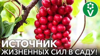 Ягода 5 вкусов - лимонник китайский: полезные свойства и способы применения