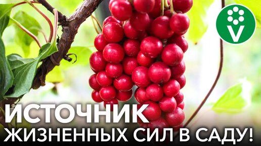 Ягода 5 вкусов - лимонник китайский: полезные свойства и способы применения