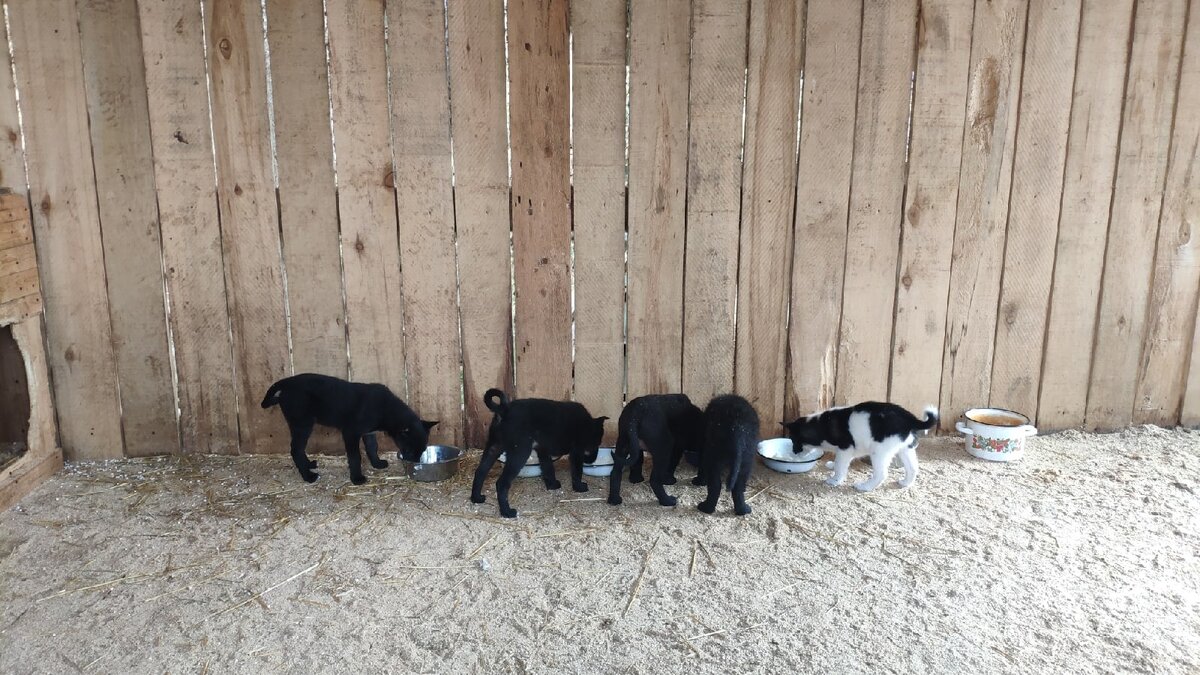 Кушать малышня очень любит. Им ведь надо расти