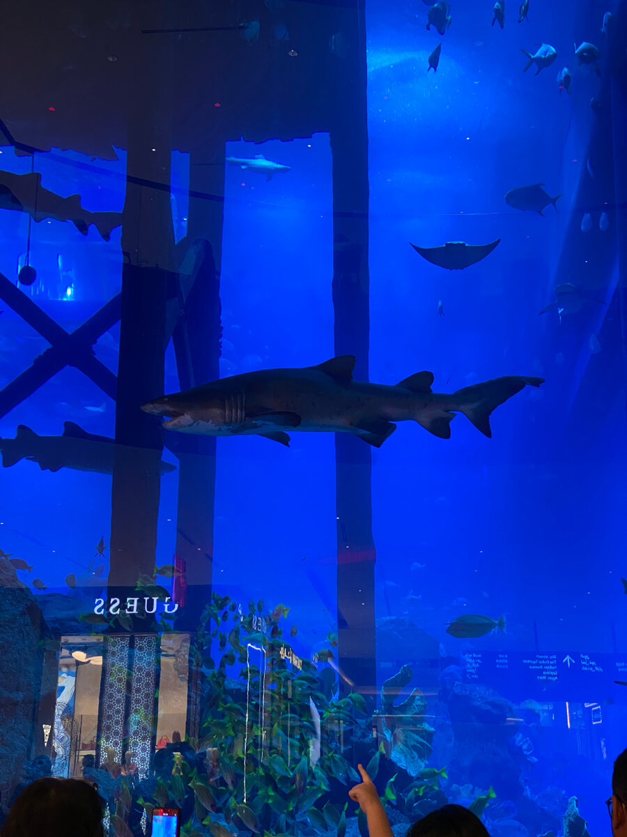 Тот самый аквариум