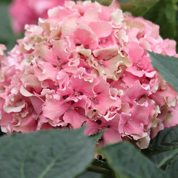 Hydrangea macrophylla Spike.