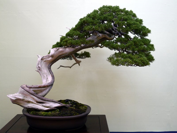 Источник: https://vsegda-pomnim.com/derevja/13768-japonskoe-derevo-bonsaj-74-foto.html