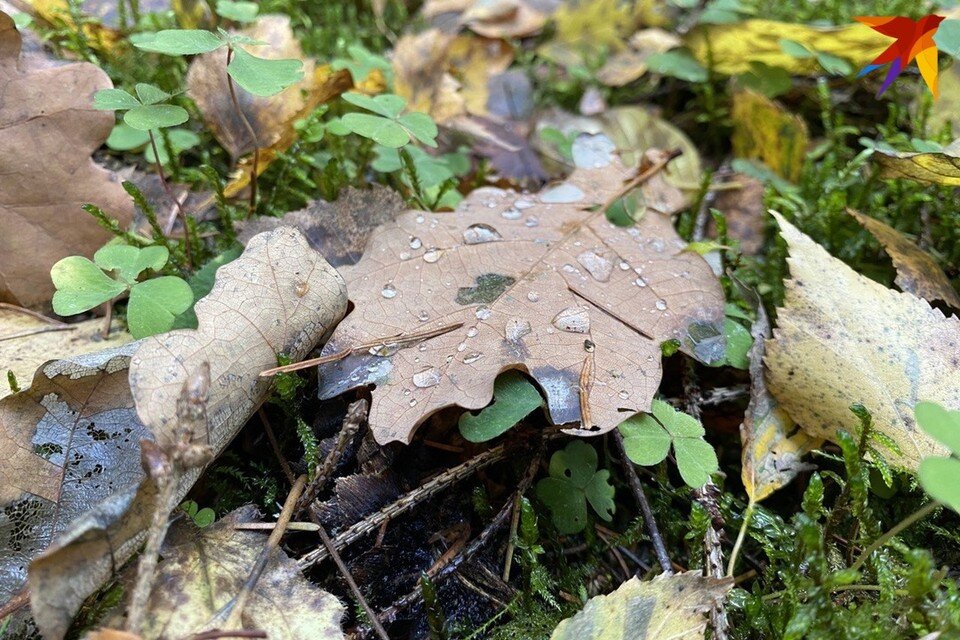     Синоптики объявили желтый уровень опасности на 12 ноября в Беларуси из-за сильного ветра. Фото: архив "КП"