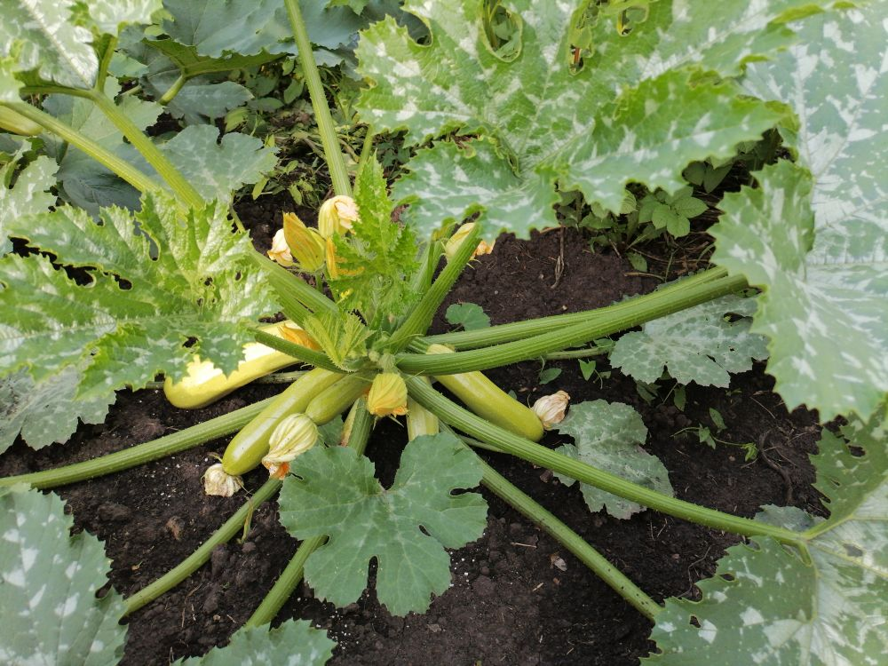 Кабачок Искандер - два пакета купила, чтобы один раз посадить, не прорастали семена