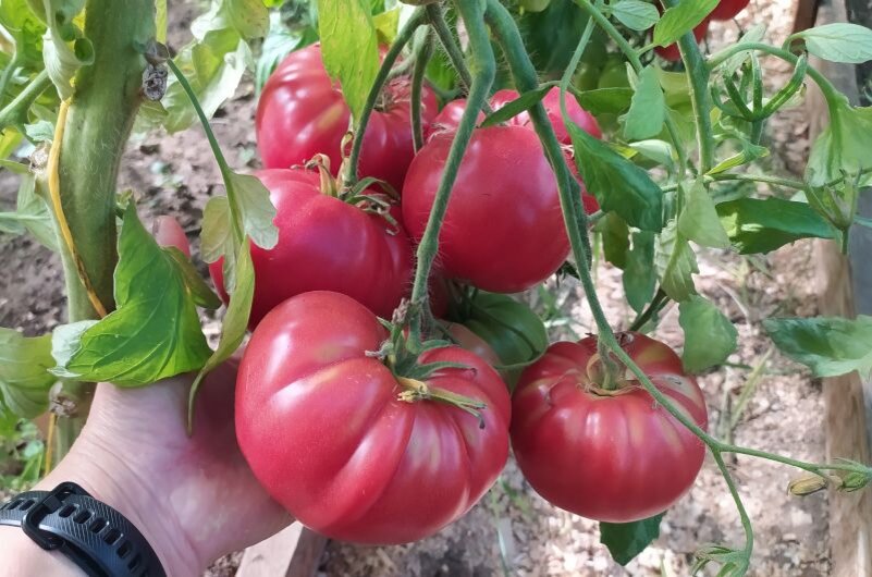 10 лучших крупных и мясистых сортов томатов. Итоги 2022 огородного сезона