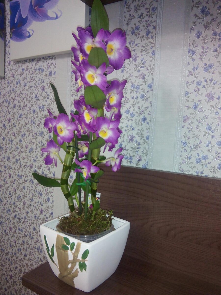 Дендробиум нобиле: уход в домашних условиях, фото орхидеи