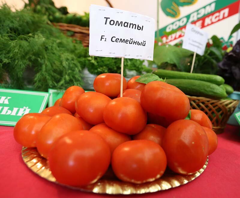 томат f1 семейный. томат f1 семейный. томат f1 семейный. томат семейный. помидор главный калибр f1.