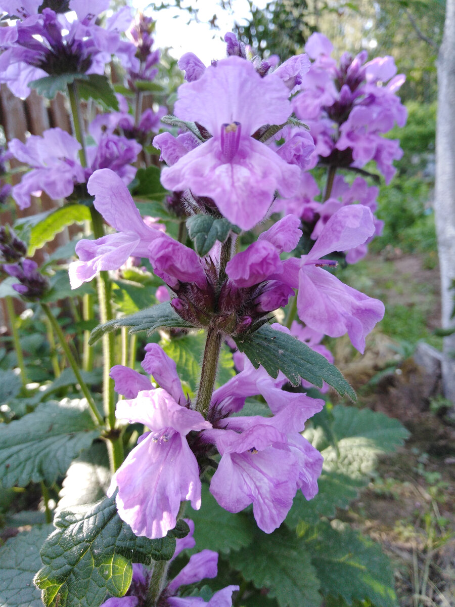 Буквица крупноцветковая 2019.