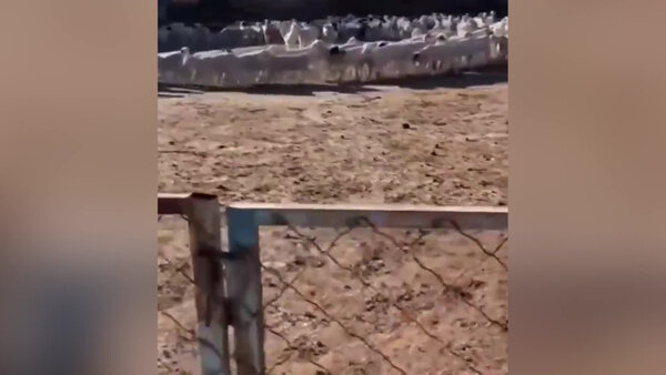 В Китае стадо овец ходило по кругу почти две недели. Видео © Twitter / МаИ