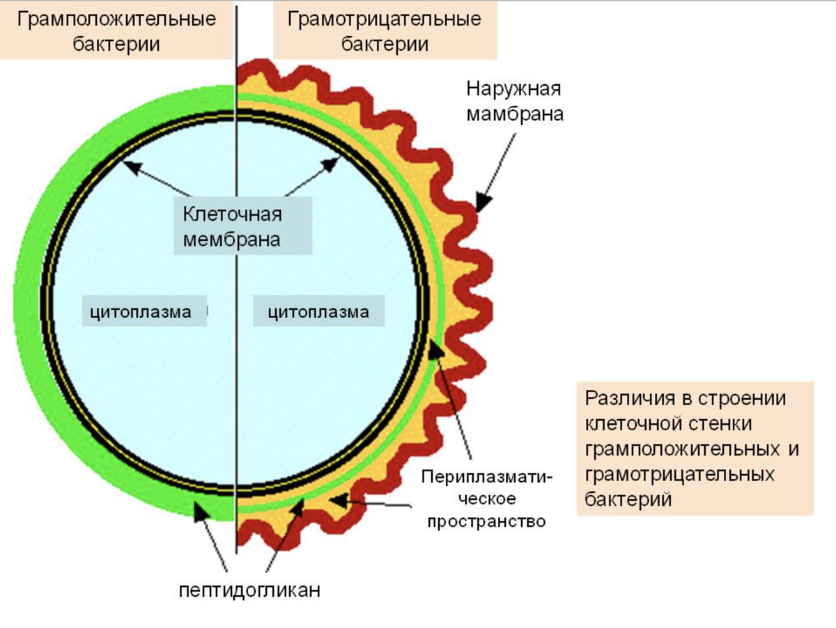 Грам грам отличия. Строение грамположительных и грамотрицательных бактерий. Различия в строении грамположительных и грамотрицательных бактерий. Строение оболочек грамположительных и грамотрицательных бактерий. Грамположительные бактерии и грамотрицательные бактерии.
