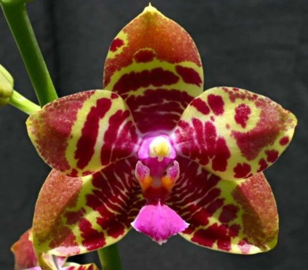 Phal joy joy. Phal. Joy Spring Tina Anaconda. Фаленопсис Анаконда. Орхидея Zheng min Anaconda. Фаленопсис джакаранда.