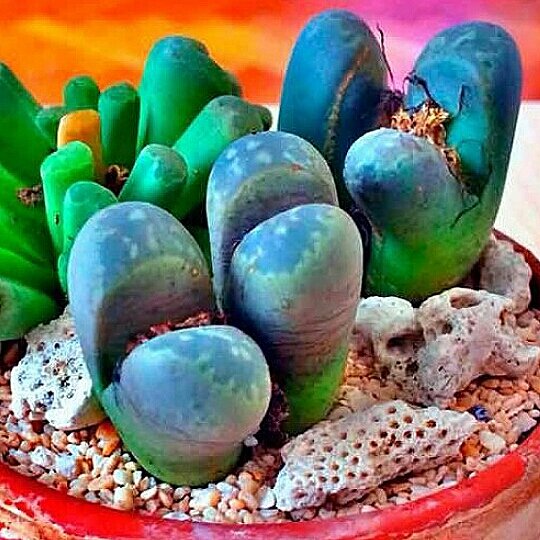 Аргиродерма Lithops Argyroderma