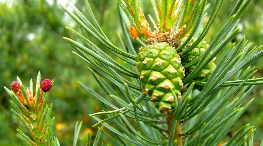 Шишки сосны применяются в медицине...