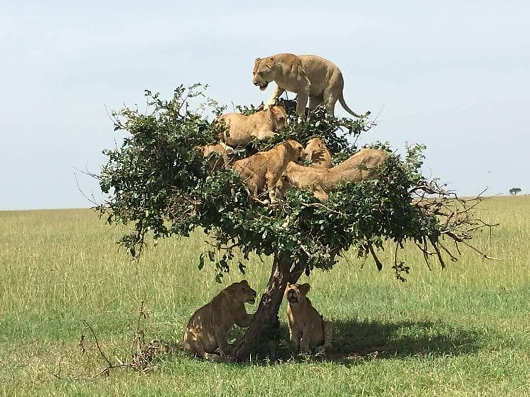 Пора собирать урожай: львы уже созрели :)