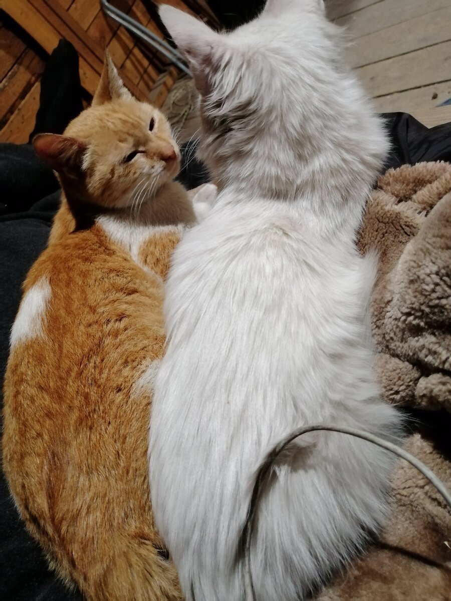 Угадайте, кто здесь кот