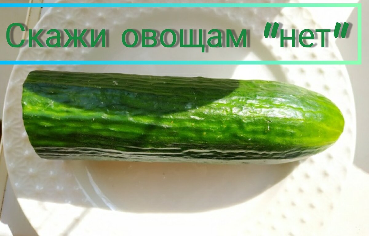 Огурец - самый популярный овощ у аквариумистов