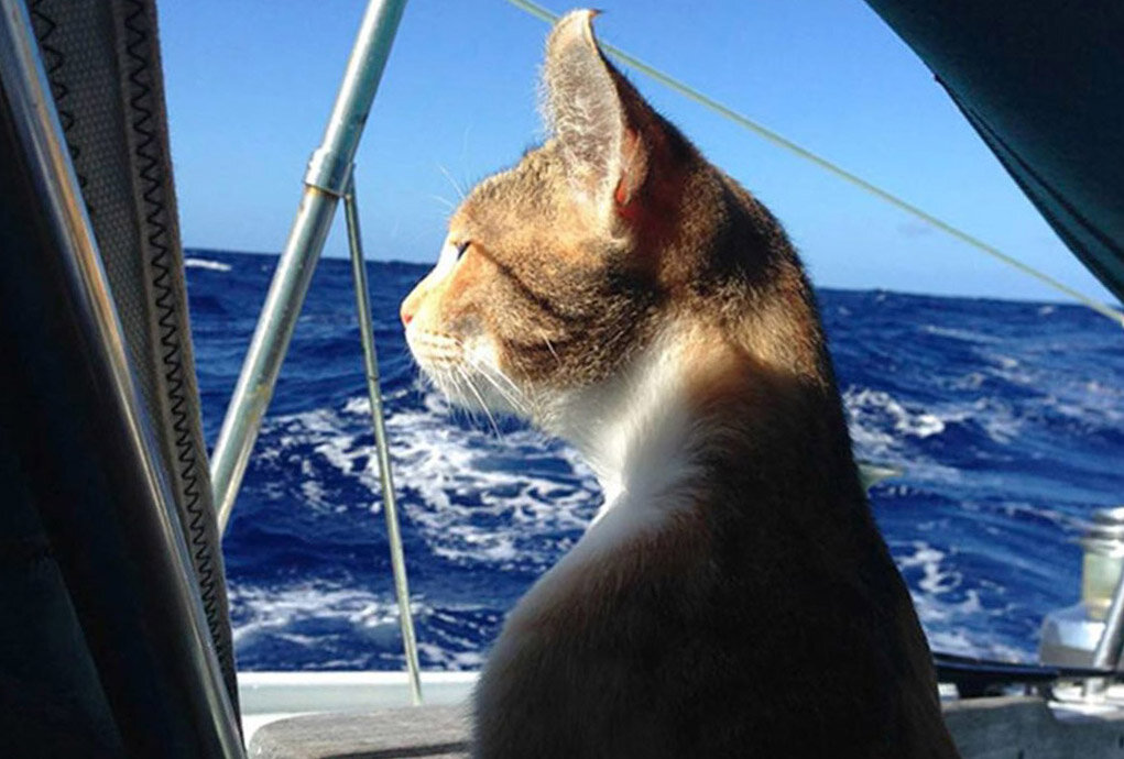 Как вы котю назовёте, так она и поплывёт))