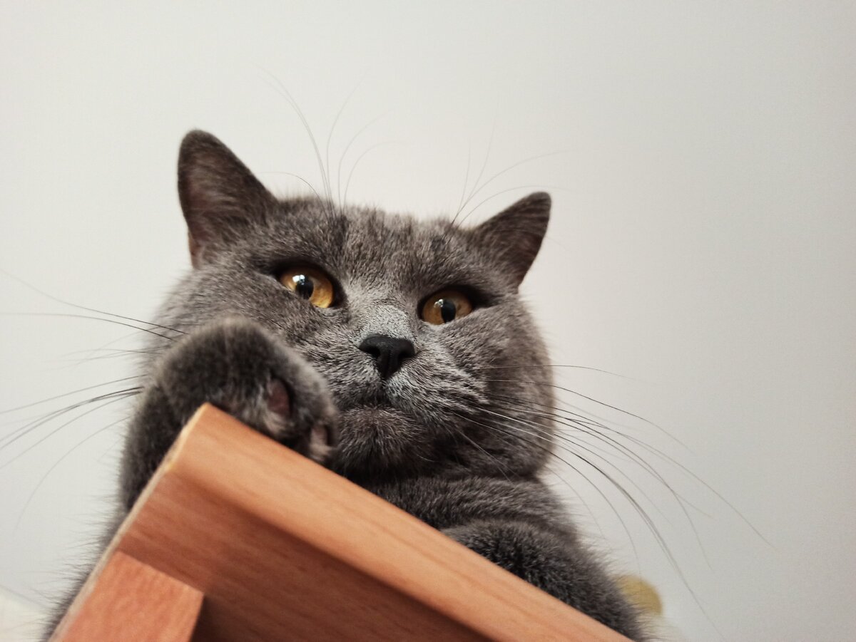 Бонифаций, вид снизу