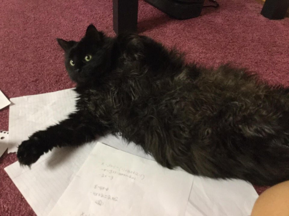 "Косинус? Это съедобно?"