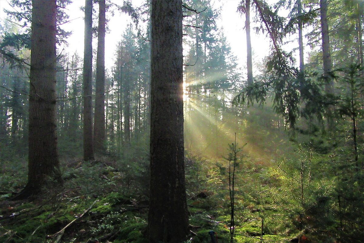 Лес, тайга, фото https://pixabay.com/ru/