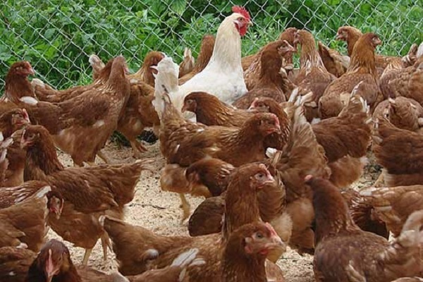 Всем привет !  Куры породы Хайсекс самые популярные в домашнем хозяйстве . Продуктивность этих кур достаточно высока . Одна курица может снести до трёхсот яиц в год .-2