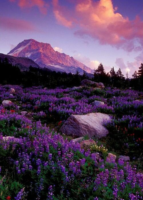 Референс из Pinterest 