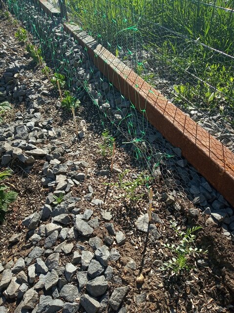 Фото: Романа Образцова. Низ сетки зафиксирован нитками на колышках.