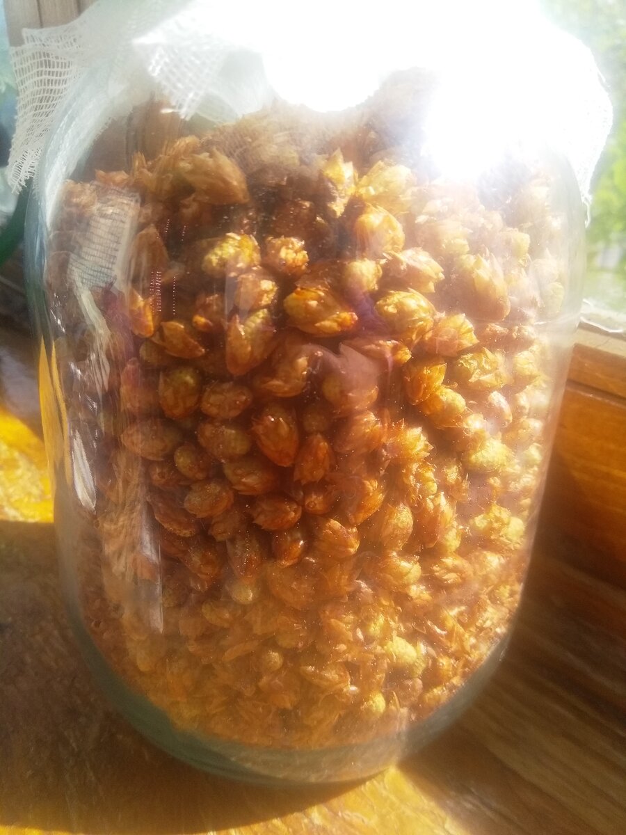 Почки ели !(при воспалительном процессе в паренхиме почек  еловые - сосновые почки противопоказаны) для ингаляции и полоскании при ангине , хроническом тонзиллите и острых респираторных заболеваниях. Дозировка: