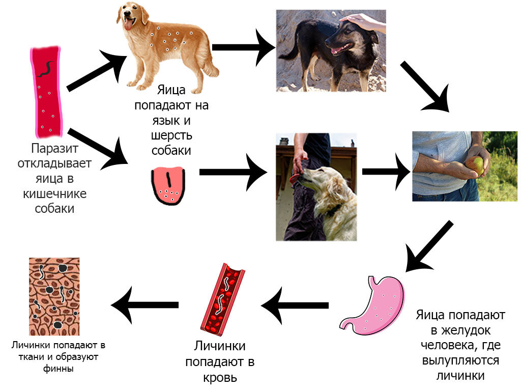 Цикл печеночного сосальщика биология. Жизненные циклы паразитов егэ. Жизненные циклы паразитов егэ. Циклы развития паразитических плоских червей. Жизненный цикл малярийного плазмодия егэ.