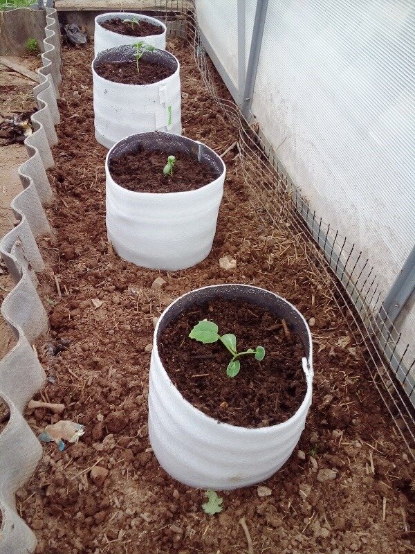Посадка огурцов в высокие емкости- стаканы из любого влагоудерживающего материала