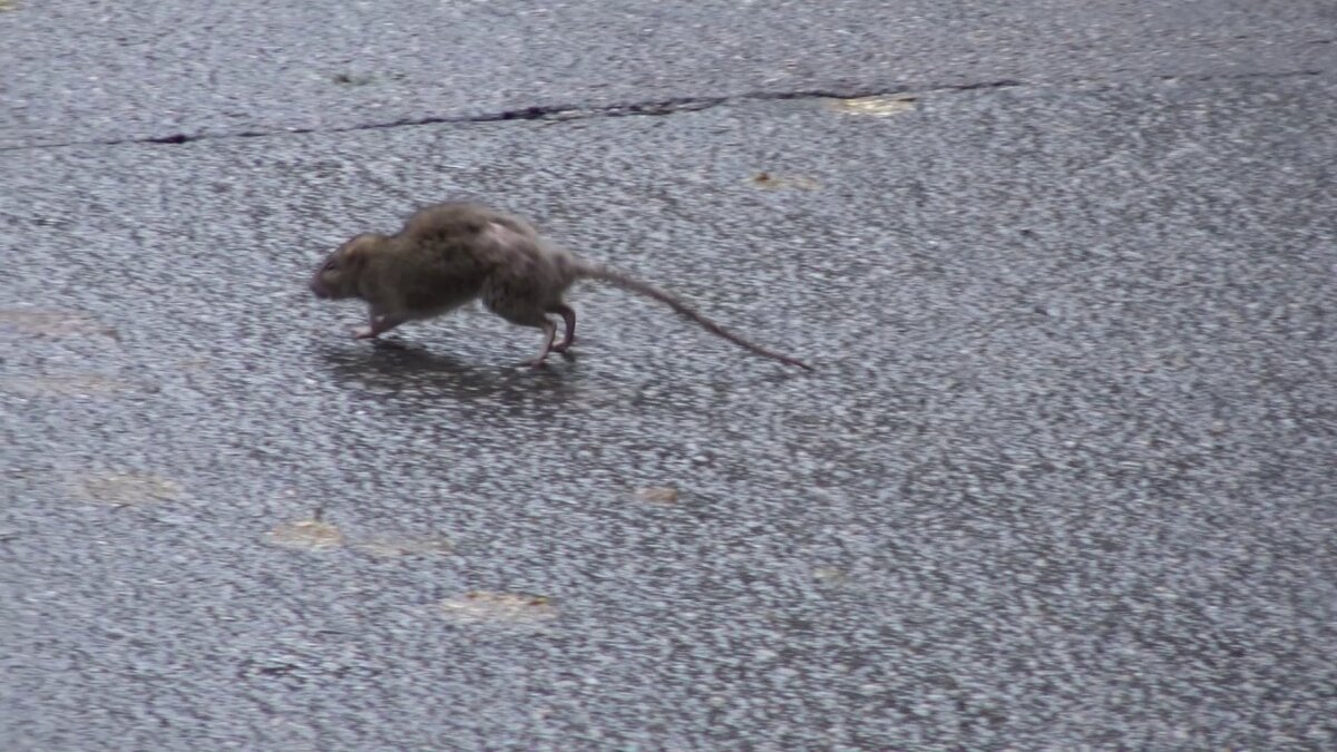 Изображение взято с сайта Яндекс картинки