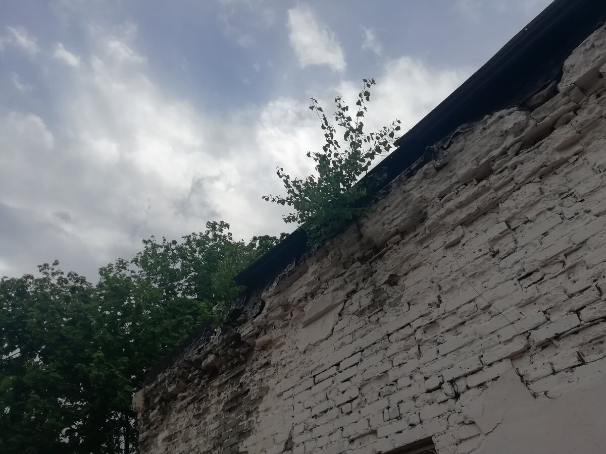 Маленький кустик на здании (стене-крыше)