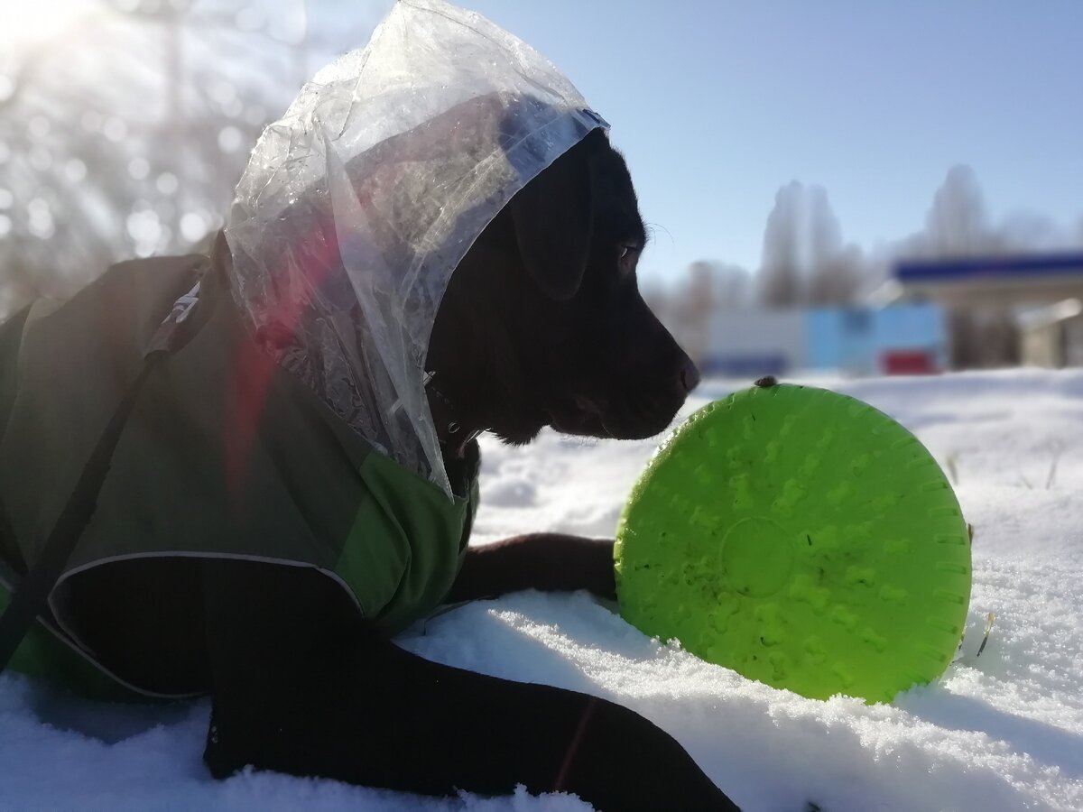 Иногда кусочек лакомства может сотворить чудо в освоении навыка)