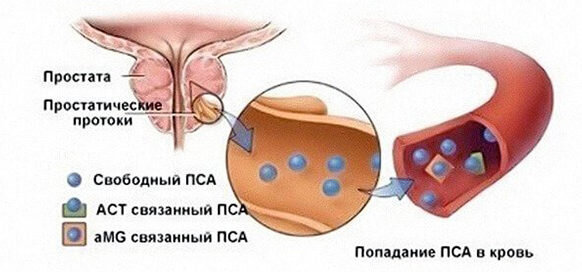 Если  ПСА в анализе крови находится в свободной форме, то он быстро  распадается, и через 4 дня его количество уменьшится вдвое, то есть  такой срок его полураспада. Обычно ПСА в крови находится в связанной  форме — около 85%. Поэтому при определении свободного ПСА в плазме крови  речь будет идти, в среднем, только о 15% от его полного количества.