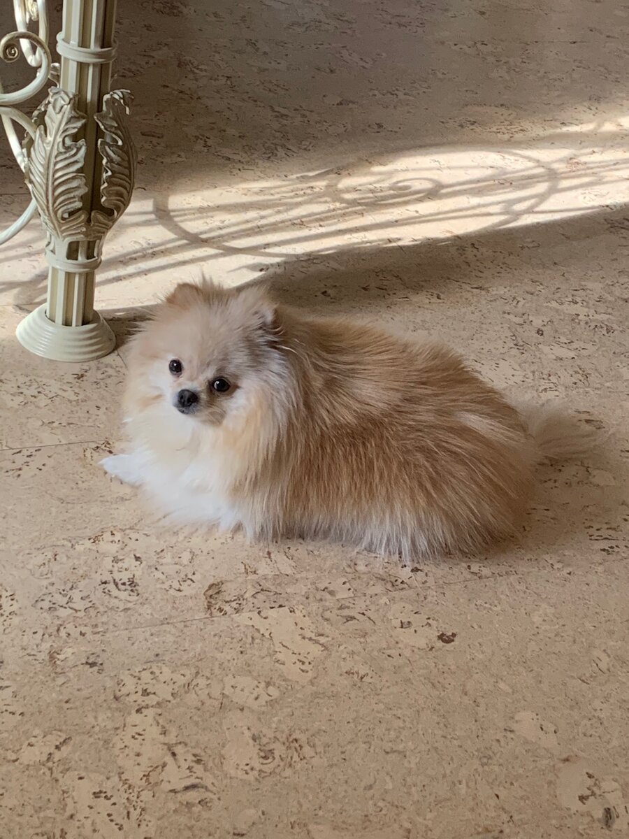 Померанский шпиц