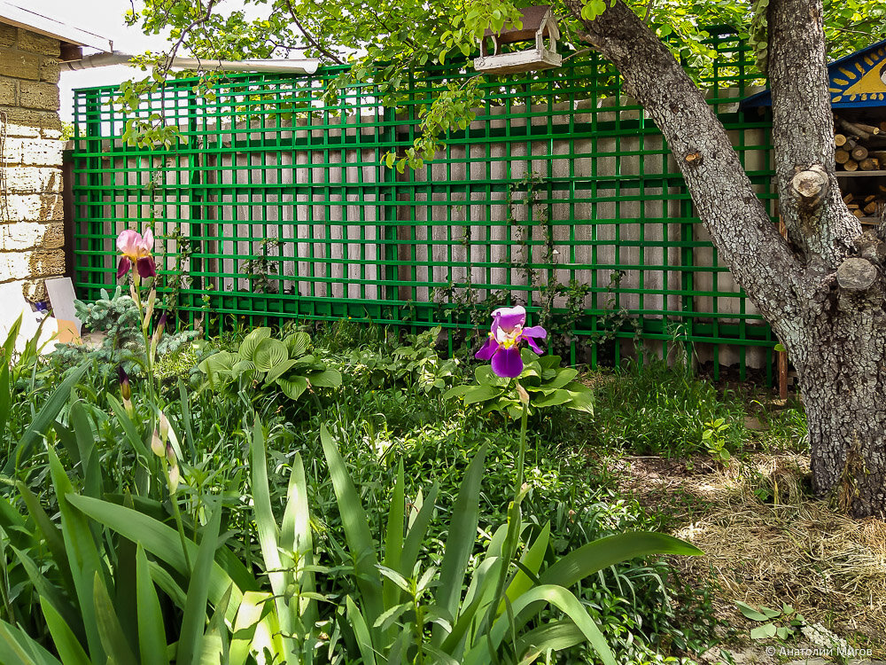 Большая прогулка по саду с цветущими ирисами и пионами