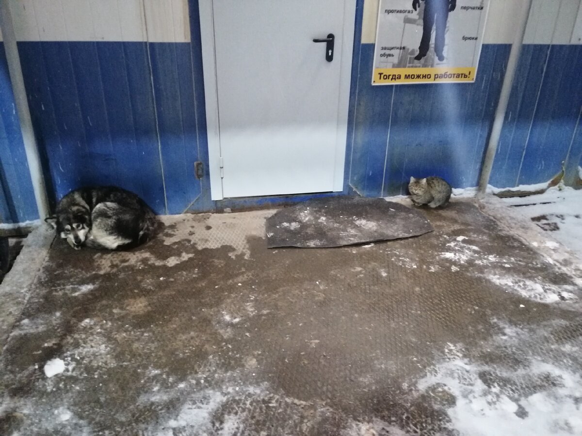 Те самые герои рассказа. Справа - Вованыч, слева - Шарик. Фото является собственностью автора. Любое копирование и использование запрещены.