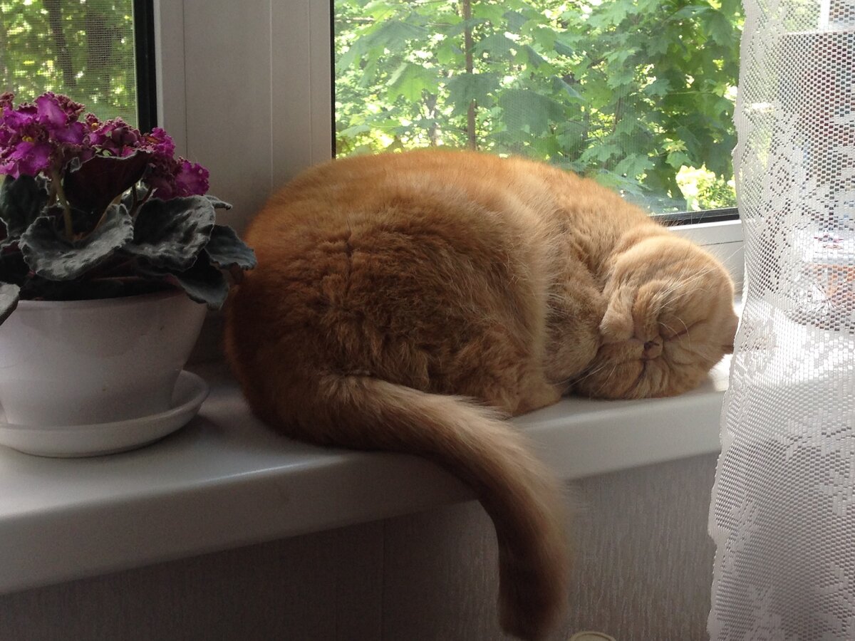 рыжая соня во всей красе)