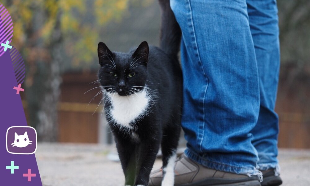 🐱Почему дворовые коты зачастую ласковее и умнее породистых | Нос, хвост,  лапы | Дзен