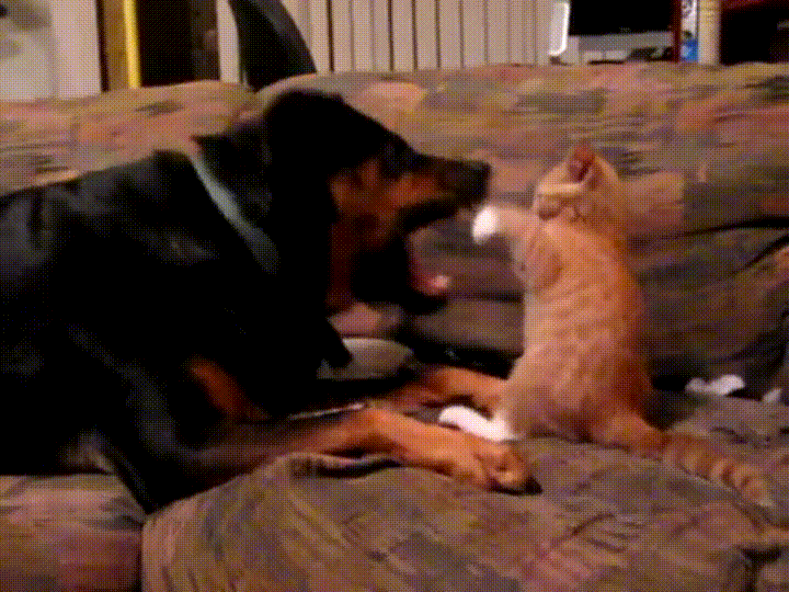 Кто победит?