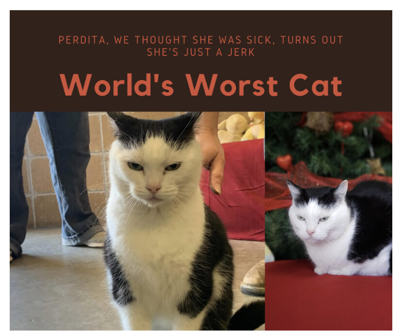 Хороший котейка