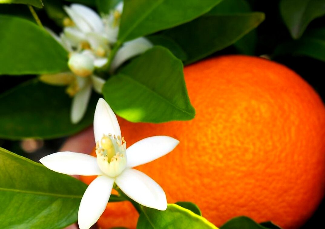 Fleur d' oranger ( фото в свободном доступе)