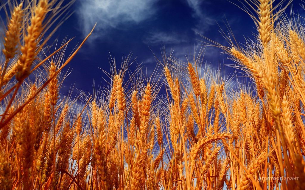 Яндекс. Картинки.