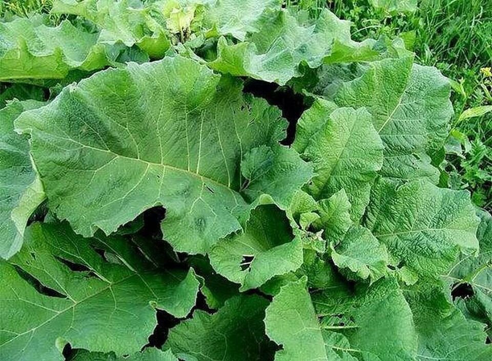 Лопух при лечении болезней суставов можно использовать разными способами. Представители нетрадиционной медицины изготавливают из этого растения мази, компрессы и отвары для наружного применения. Также из лопуха можно приготовить натуральные лекарства для приема внутрь, которые возвращают суставам подвижность и здоровье.