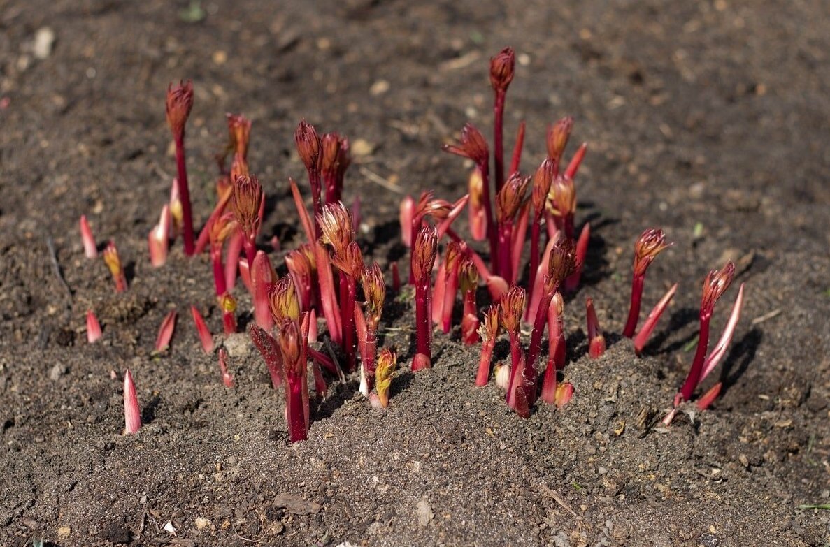 Канал Удачный Дачник. Подписывайтесь, поддержите автора лайком!