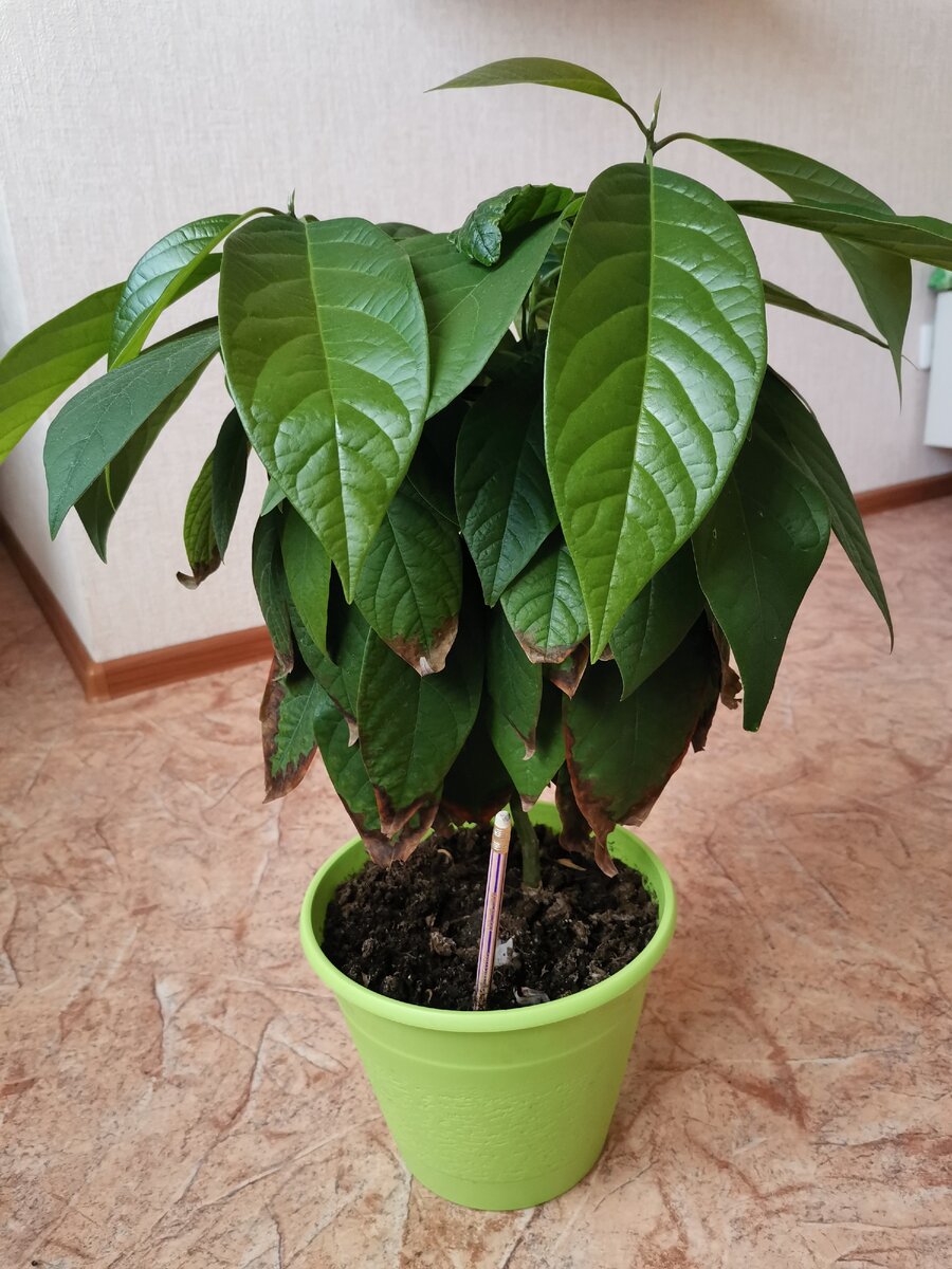 Возраст 1,5 года