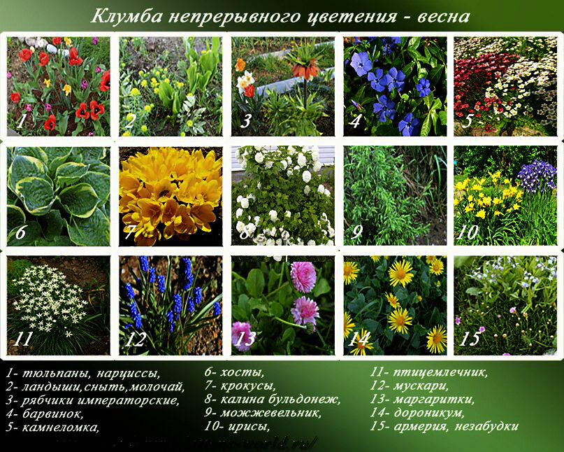 Цветковые растения клумбы — урок. Окружающий мир, 1 класс.