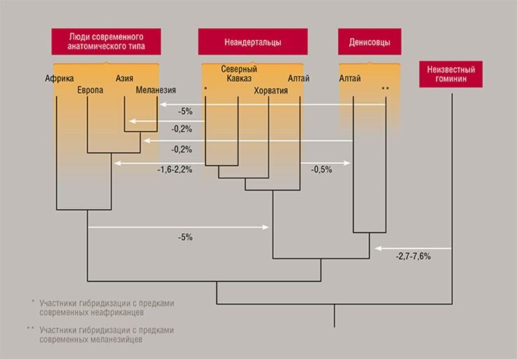 Так  выглядит родословное древо человека, построенное с использованием  последних данных палеогенетики. Красными стрелками и цифрами показаны  потоки генов между разными группировками первобытных людей и их вклад в  генофонды. Из презентации С. Паабо на семинаре «Истоки верхнего  палеолита в Евразии и эволюция рода Homo». Горный Алтай, июль 2018 г.